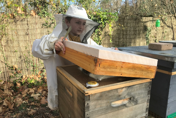 Inspection d'une ruche nourrie au candi