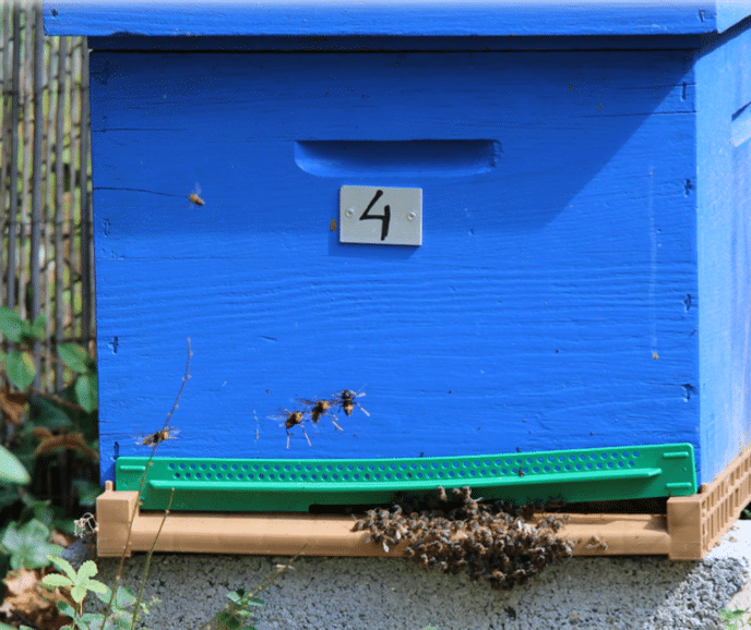 Quatre frelons asiatiques devant une ruche tétanisent la colonie - source ADANA