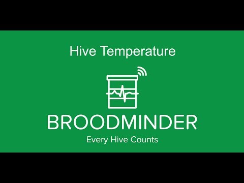 BroodMinder-TH hive and brood temperature analysis video guide
